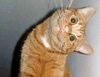 geekosaur: orange tabby with head canted 90 degrees, giving impression of "maybe it'll make more sense if I look at it this way?" (Default)