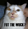 geekosaur: cat with bizarre look on face, caption: "fut the wuck?" (wtf?)