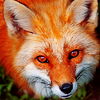 dramatispersonae: (Kitsune - fox means business)