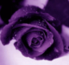 saunteringfiend: (purple rose, roses: purple)