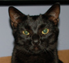 michelel72: (Cat-Gonzo-Out of it)