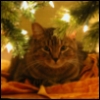 spaceoperadiva: gizmo le peu, under the tree (gizmocat)