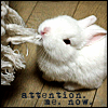 anotherdream: (attention bunny)