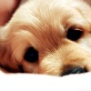 ext_1340678: Puppy (Animals ~ Puppy)