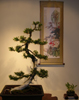 whisper2ascream: (Bonsai and Scroll)