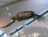 the_engineer: Turtle (Default)