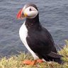 ext_97617: puffin (Default)
