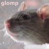 idlerat: Soft, pinkish photo of a friendly rat, says "glomp" (Glomp)