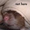 idlerat: Brown rat poking its nose out from under a blanket; says "not here" (not here)