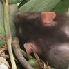 idlerat: A black and white hooded rat, pink ears, asleep in a houseplant. (Sleep leaves)