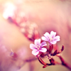 isana: (pink flowers)