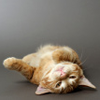 marcicat: (upside down cat)