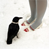 starlady: A raven next to someone wearing ruby shoes, in snow. (raven shoes)