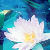 laerwen: (water lily)