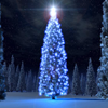 auburn: Fir tree with blue lights (Blue Xmas Tree)