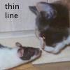 idlerat: A black and white rat goes nose-to-nose with a black and white cat; says "thin line." (thin line)
