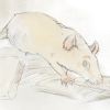 idlerat: Drawing tinted in watercolor shows a rat studying a book. (Studious)