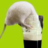 idlerat: A white rat with it's head in a pint of Guiness. (Guiness)