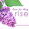 glinda: lilac bloom - see how they rise (lilac)