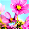 raanve: (pretty flowers)