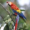 halialkers: Macaw parrot, red head and upper body, with yellow in midwings, blue at the bottom of the wings and top of tail, red tai (Kameshi)