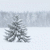 montuos: slideshow of winter holiday and seasonal pictures (winter holiday)