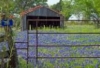 http://palominotexan.livejournal.com/