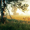 heathershaped: (Tree)
