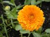 popelaksmi: (Calendula)