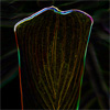 pinepig: phtoshopped image of a leaf so it is bronze and neon-looking (Glowing leaf by pinepig)