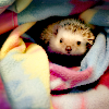 dopo_il_sole: (Hedgie)