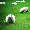 ext_894919: (sheep)
