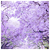 everchangingmuse: lilac trees (lilac trees)