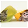 fizzyblogic: [stock] two kittens in envelopes, looking surprised (wait what)