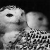 gizmometer: Two snowy owls, photographed close-up in black & white. (owl)