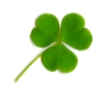 willidan: (shamrock)