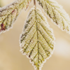 wrenlet: a green leaf rimed with frost (_ frost and green)