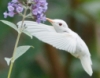 eatenbydragons: An albino hummingbird drinking from a purple flower (pic#3991332)