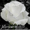 marusarel: a white rose bud starting to open with silver around the petals and Marusarel in silver script on the bottom right (Flowers: Marusarel White Rose)