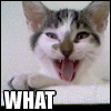 dorothy1901: (WHAT!Cat)