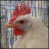 azurelunatic: White Leghorn hen (bust photo) relaxed neck and straight face.  (ButtMeringue)