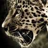 feralkiss: Jaguar profile view, mouth open, looking intense. (jaguar)