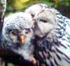 narrativian: Ural owl and owlet (F: listen...)