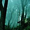 marusarel: a shot of ethereal woods, at night, in blues and greens (Forests: Arda (twilight))