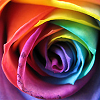 ar: Closeup of a rose whose petals are all different colours. (misc - rainbow rose)