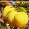 pensnest: yellow plums (plums number two)