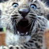 tornir: A leopard cub looking extremely shocked, or horrified. (Horror)