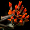 pinepig: arrows with bright orange nocks & orange and black fletching (Arrows & nocks by red_trillium)