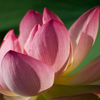 pinepig: side of a pink waterlily with blue-green background (waterlily photo and icon by red_trillium)