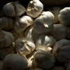 pinepig: pile of garlic backlit and looking dramatic (Dramatic Garlic)